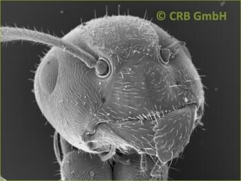 Our all favorite picture - the ant - image width 1mm