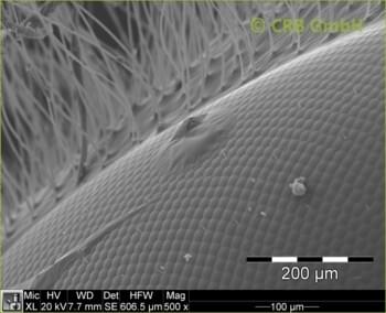 Facet eye of a badly shaved bee