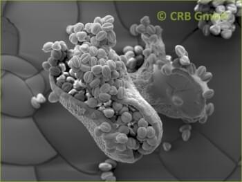 Broken seed capsule of Euphorbia leuconeura